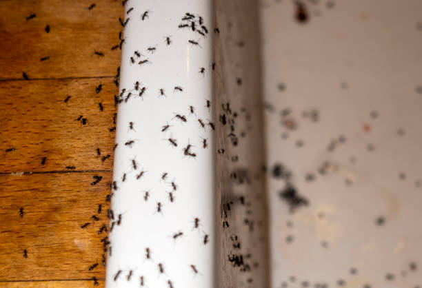 Best Local Pest Control Services  in Terre Du Lac, MO